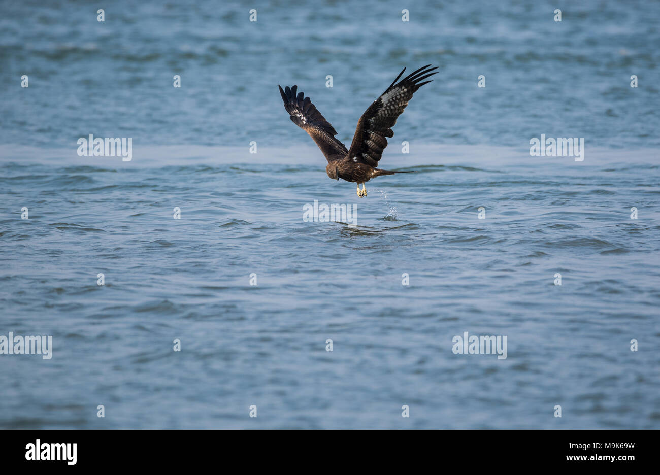Black Kite bird catching fish from the sea Stock Photo
