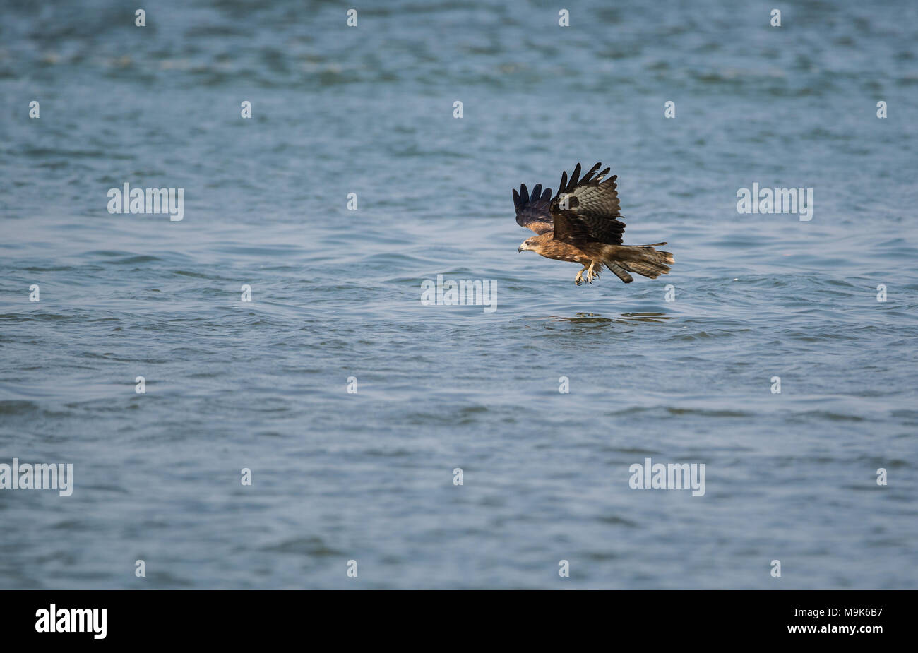 Black Kite bird catching fish from the sea Stock Photo