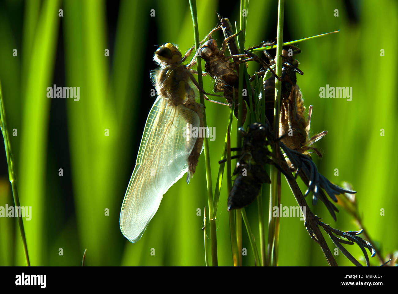 Dragonfly (Libellula quadrimaculata) clinging to dry exuvia, Bernese alps, Switzerland Stock Photo