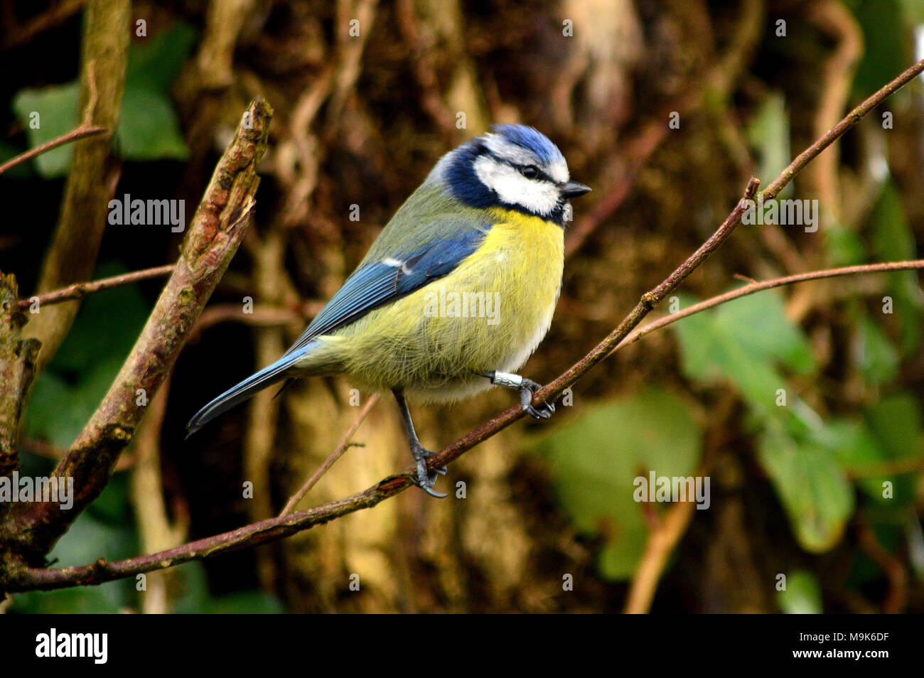 Blue Tit Bird Stock Photo