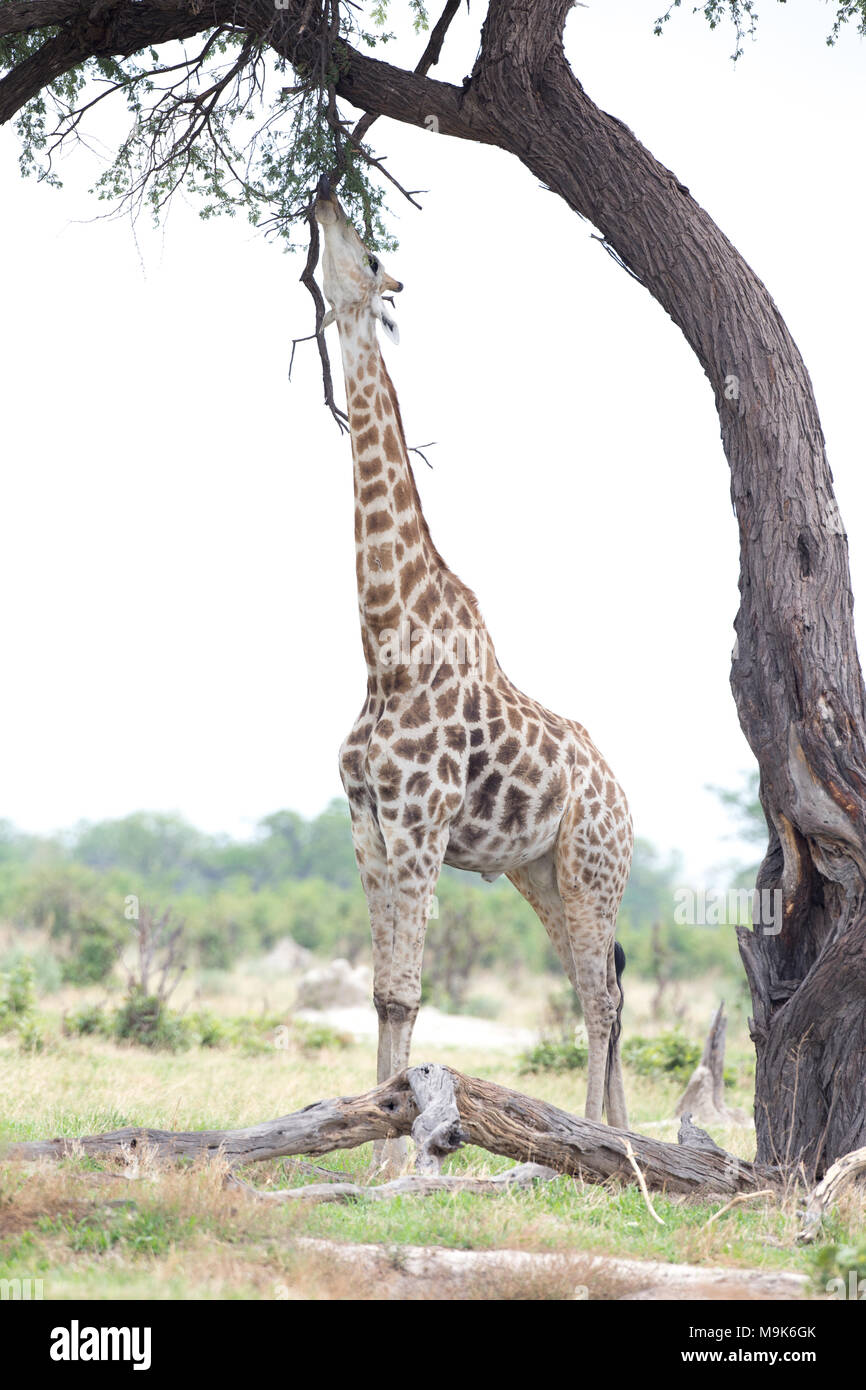 Angolan Giraffe Stock Photo