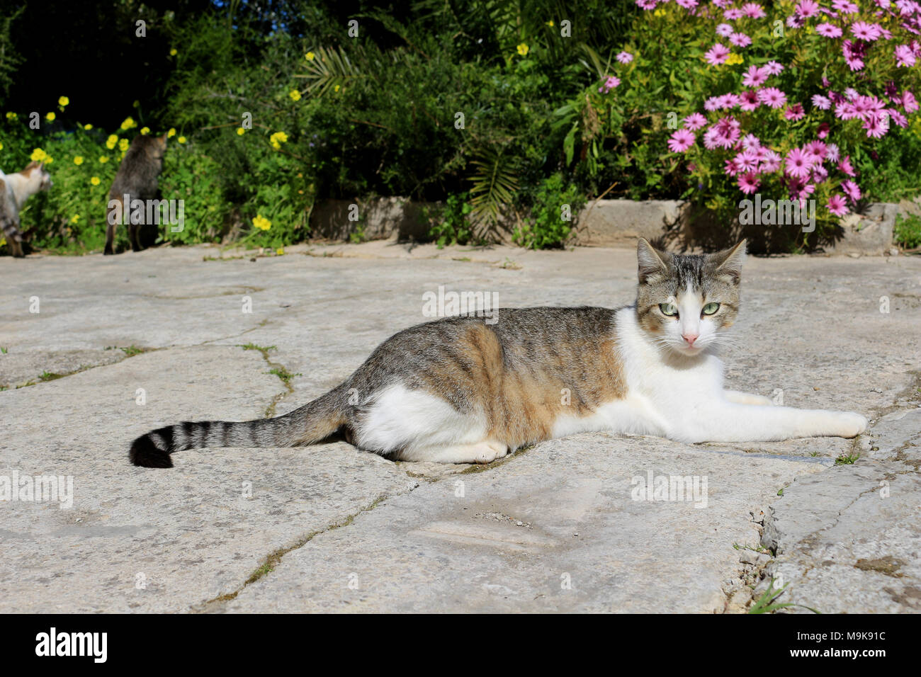 domestic cat, black tabby white, lying in the garden Stock Photo