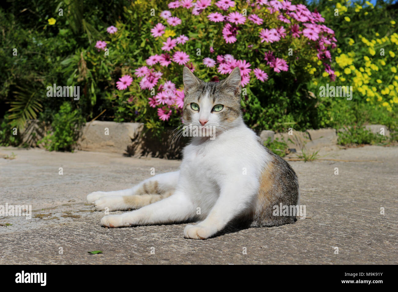domestic cat, black tabby white, lying in the garden Stock Photo