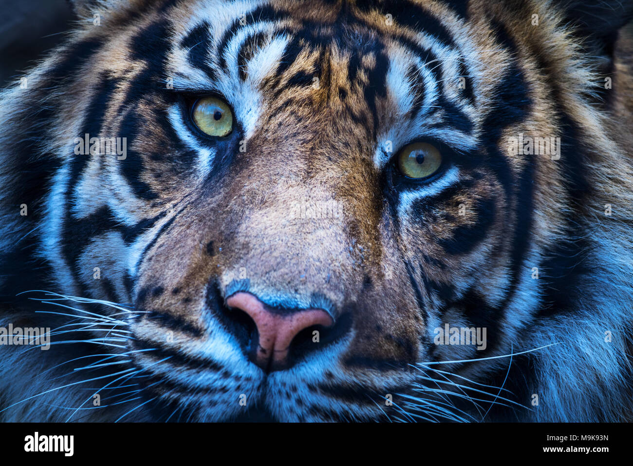 tiger close up Stock Photo