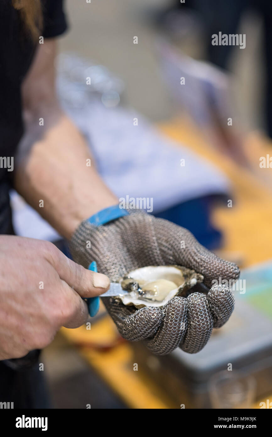 Hand in metal cut resistant glove is opening an oyster with a special