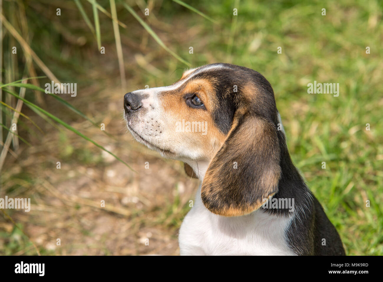 Beagle puppy looking addorable Stock Photo