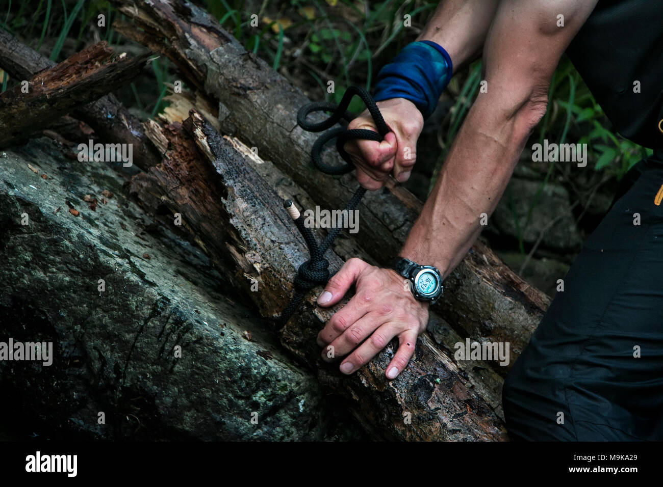 A closeup of man's hands tying a rope over logs to create a raft. Concept of being strong and creative in survival situations in the wilderness. Stock Photo