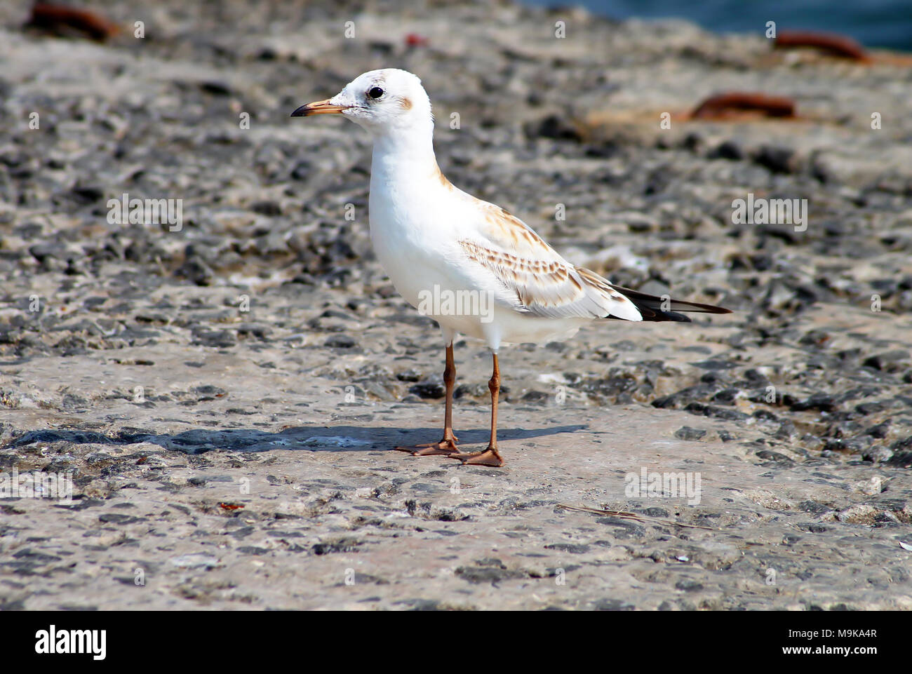 Seagull near Black sea in Odessa, Ukraine Stock Photo