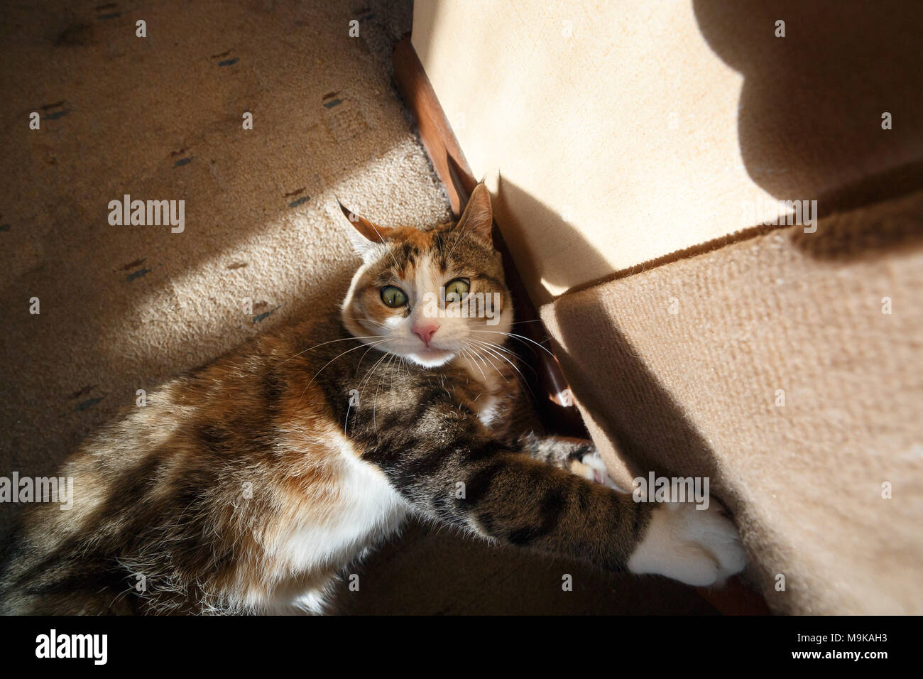 Pretty redhead cat sharpening his claws on the claw sharpener Stock
