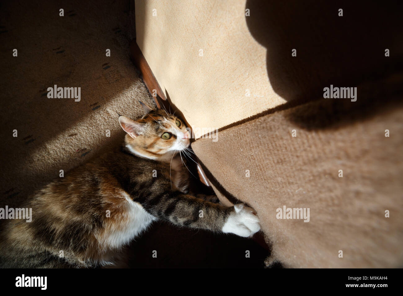 Pretty redhead cat sharpening his claws on the claw sharpener Stock
