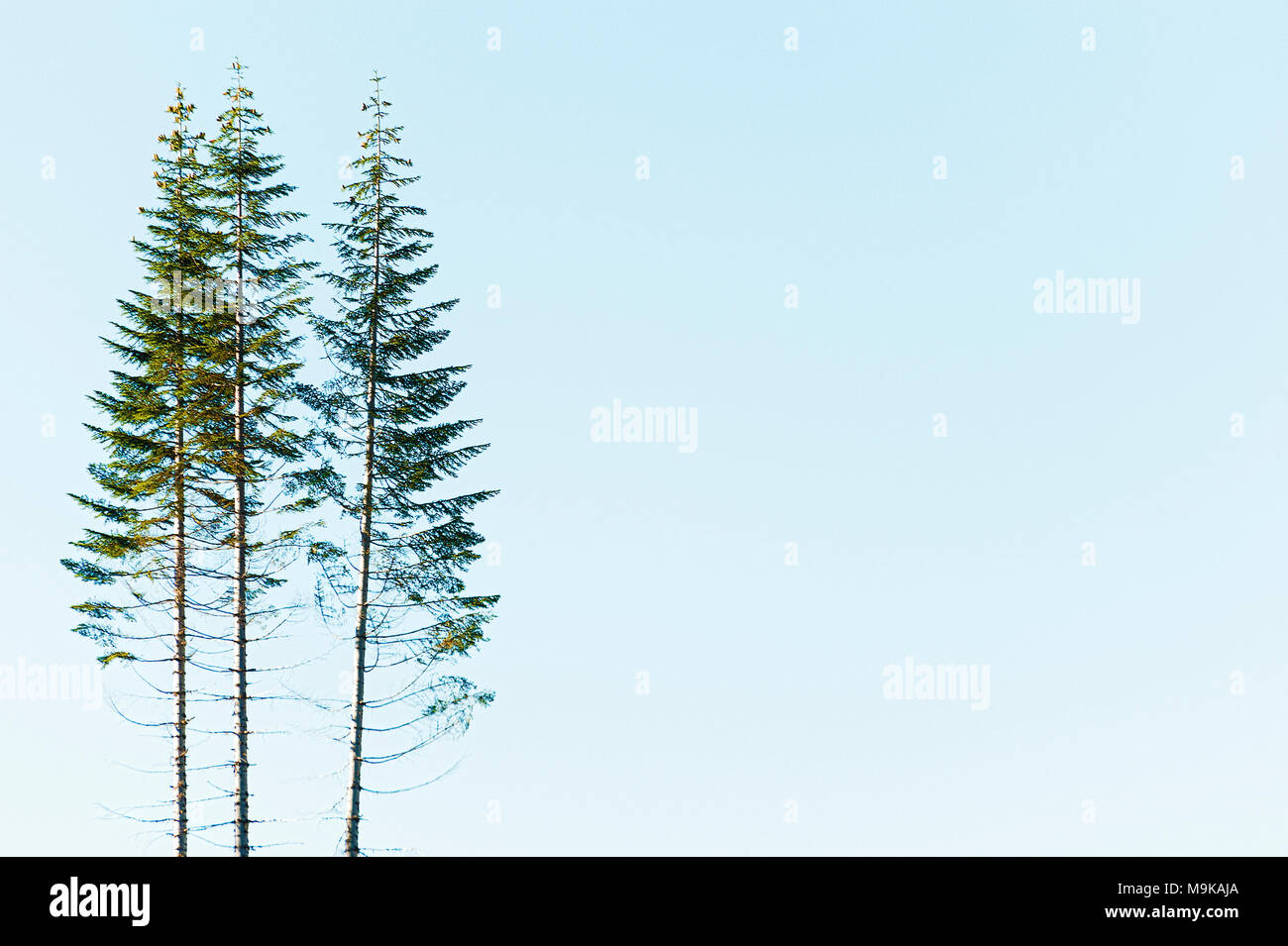A Grouping Of Trees Against Blue Sky With Copy Space Availble In This Minimalist Natural Image Stock Photo Alamy