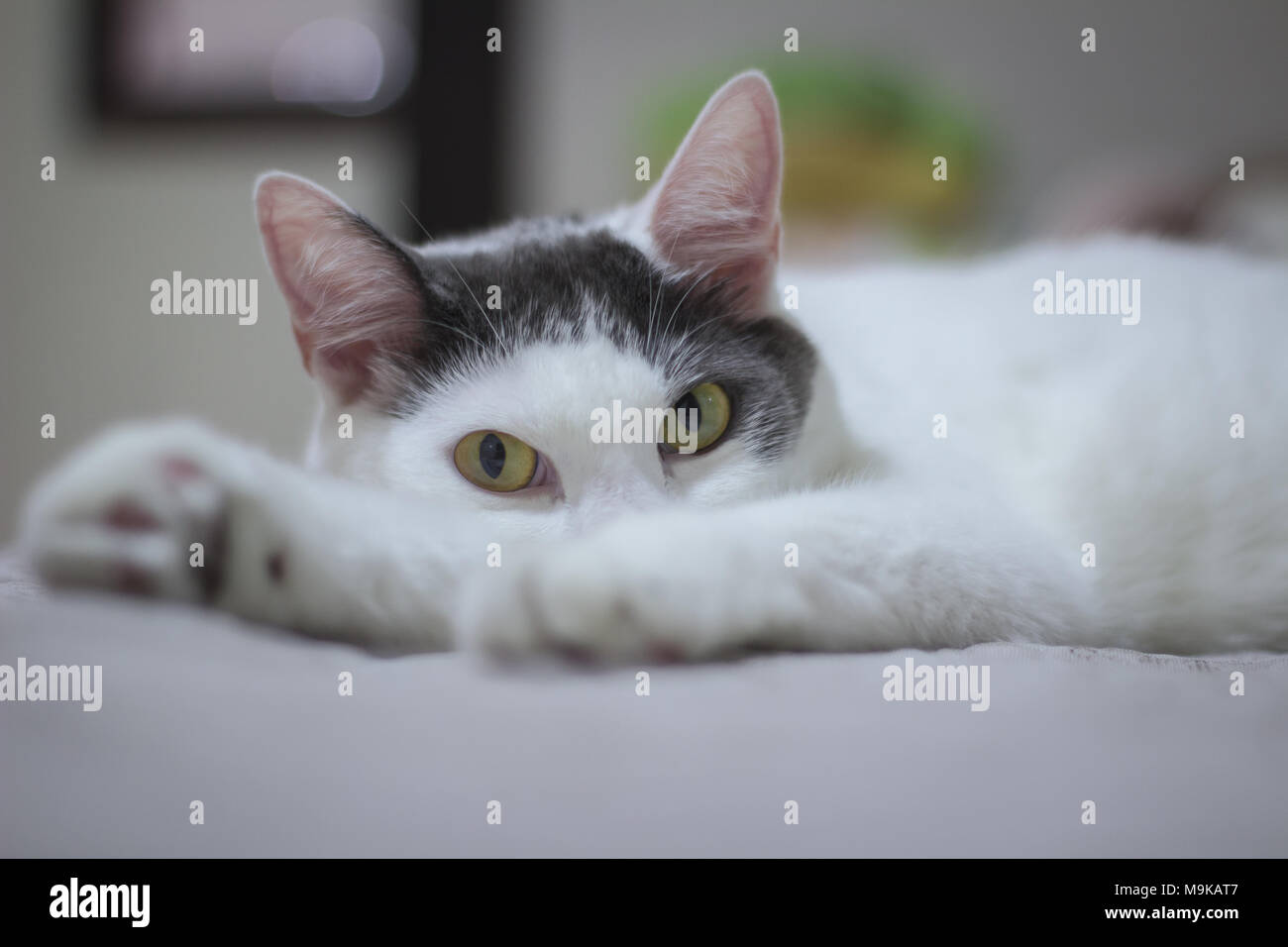 A cat lying on bed Stock Photo