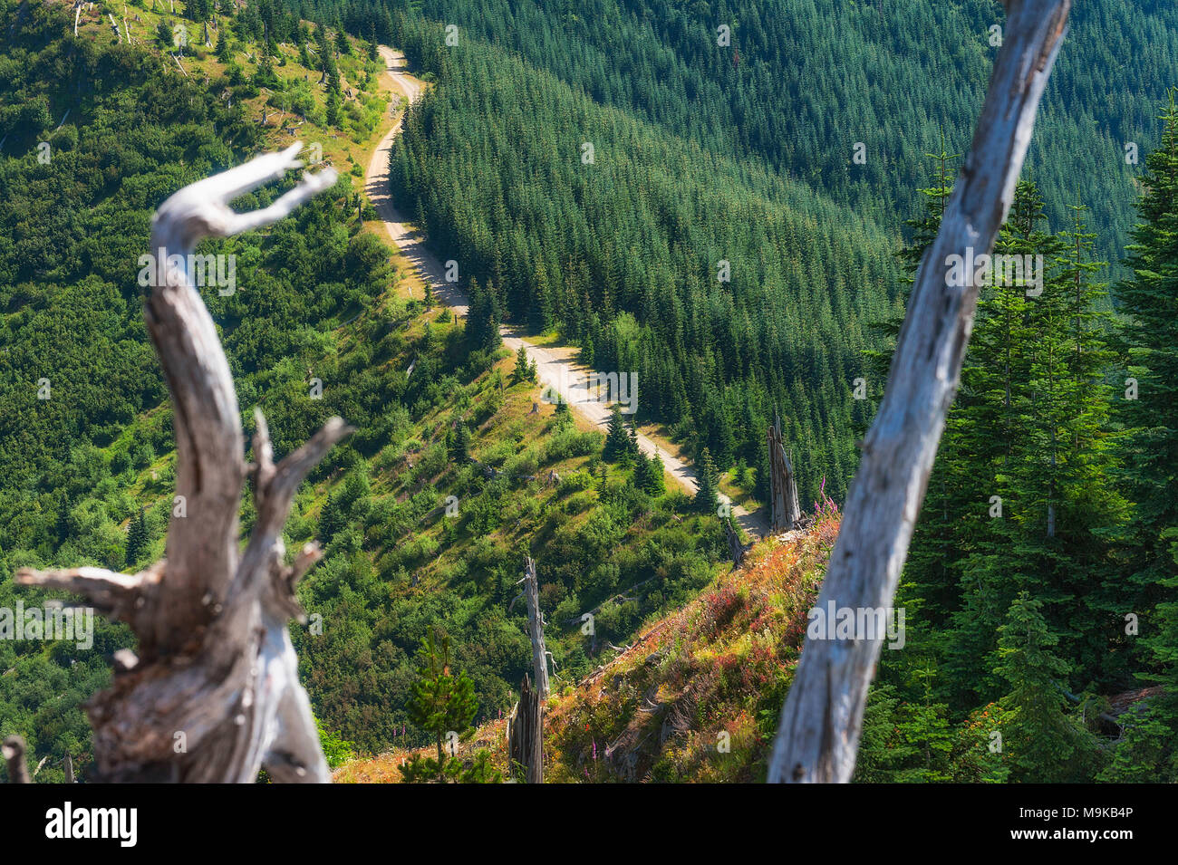 View of forest service road between two snags, remants from 1980 Mt. St. Helens eruption, in
