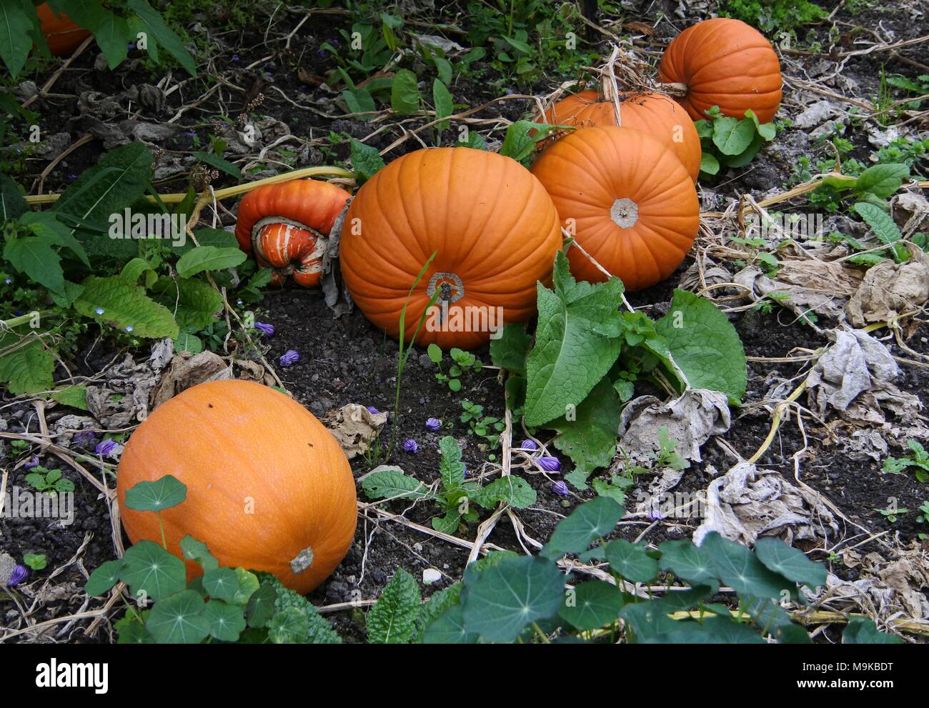 Ripe orange pumpkins ready to pick in a vegetable garden Stock Photo