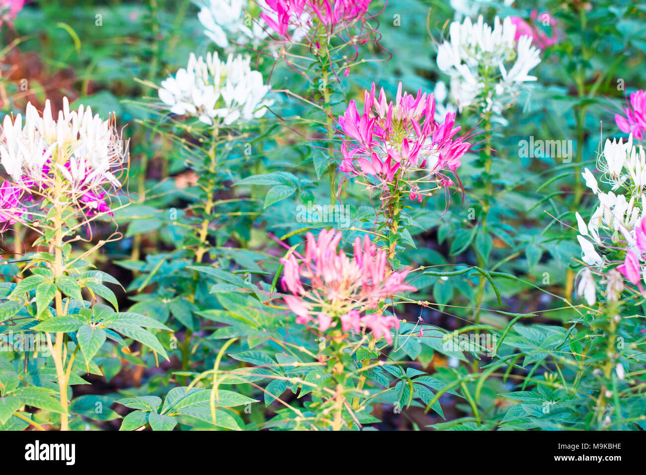 Pink and wihite Spider flower ,Cleome hassleriana isolate in sping sumer after raining in the morning, technical cost-up. Stock Photo
