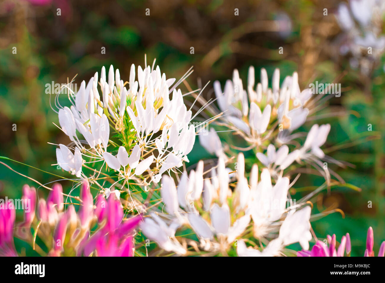 Pink and wihite Spider flower ,Cleome hassleriana isolate in sping sumer after raining in the morning, technical cost-up. Stock Photo