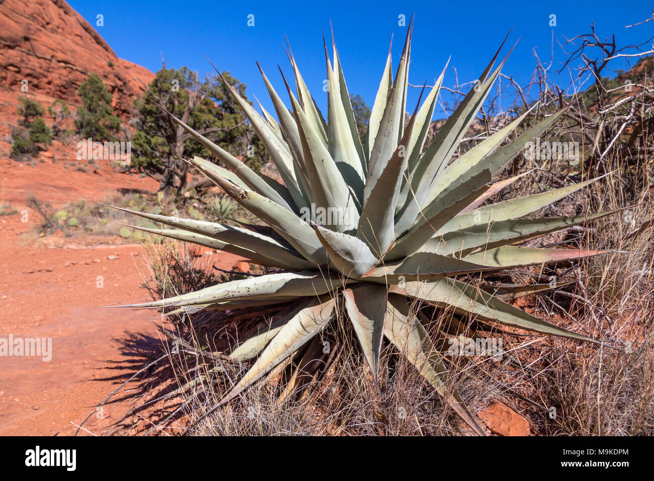 Large, healthy Aloe Vera plant with spiky, tough, protective leaves radiating from center Stock Photo