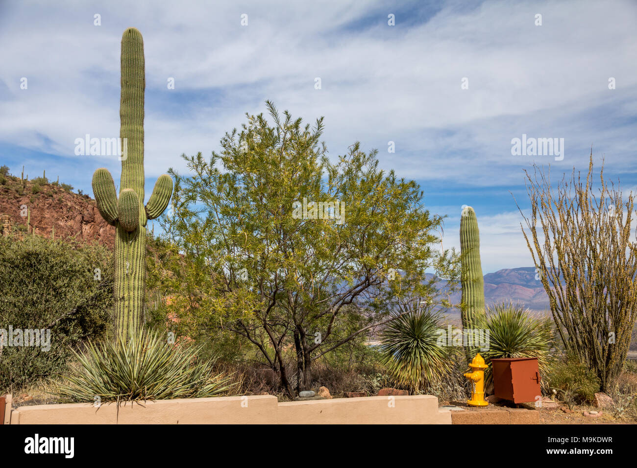 With stubby arms high on its body and a rounded top, a little yellow fire hydrant in Tonto Monument looks like it is imitating the Saguaro cactus Stock Photo