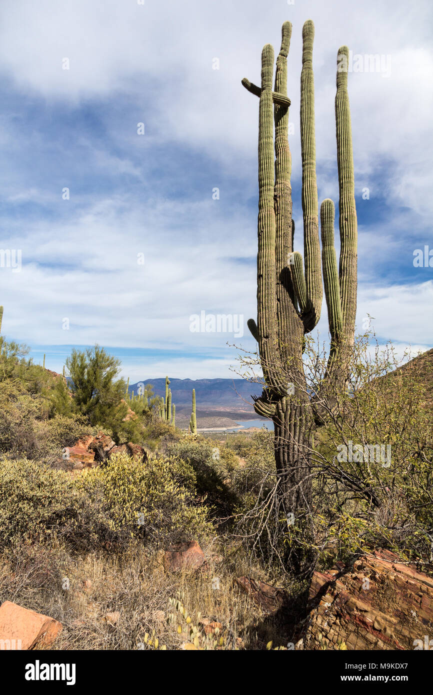 Vertical shot with old, multi-limbed saguaro cactus in foreground looking out through Tonto National Monument to Theodore Roosevelt lake near Phoenix Stock Photo