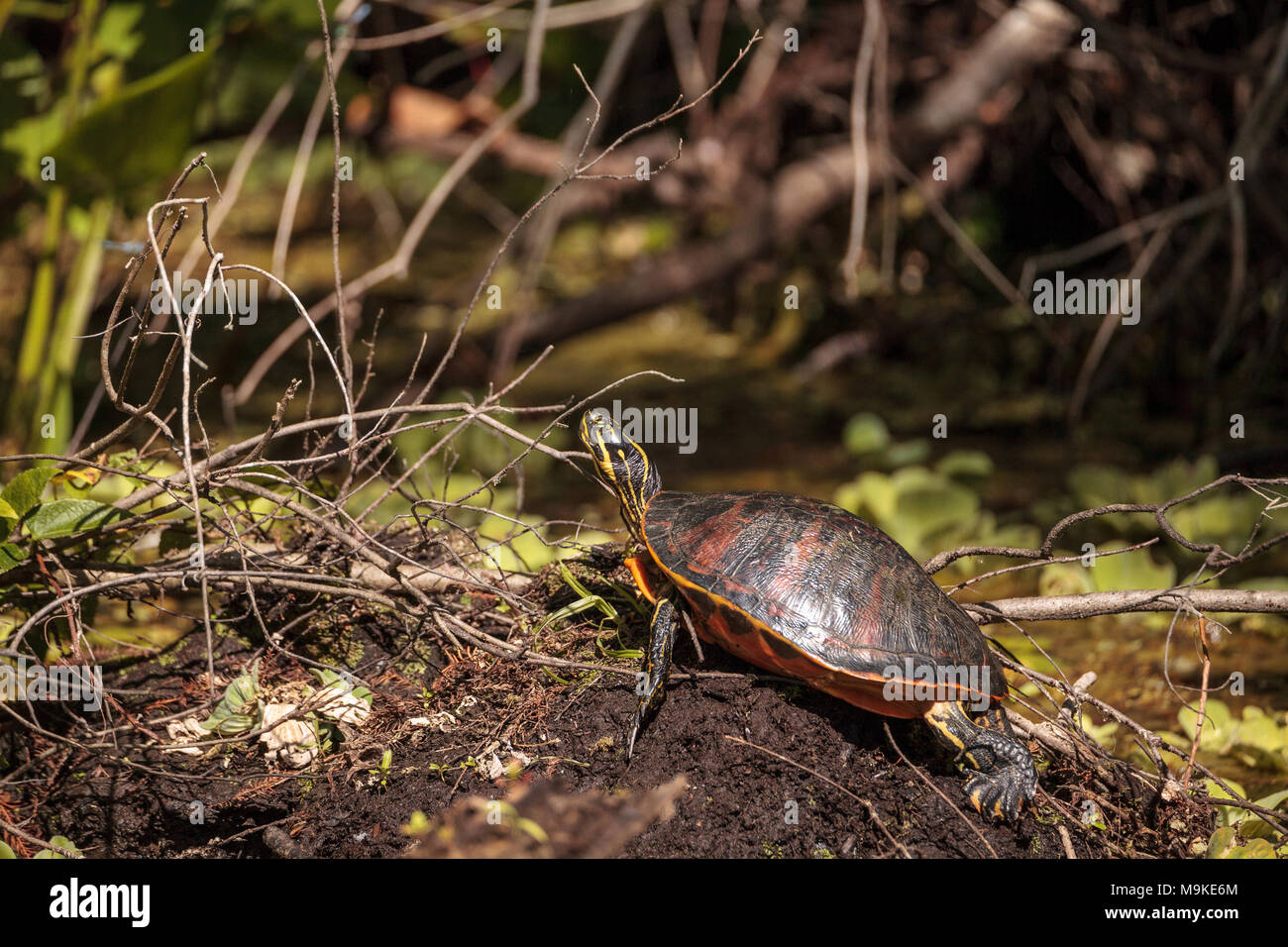 Florida red bellied turtle Pseudemys nelsoni with algae on its shell basking on a long in a pond in Naples, Florida Stock Photo