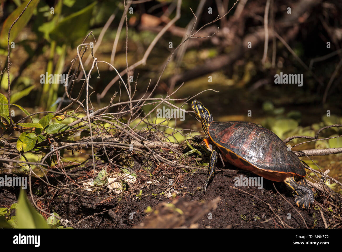 Florida red bellied turtle Pseudemys nelsoni with algae on its shell basking on a long in a pond in Naples, Florida Stock Photo