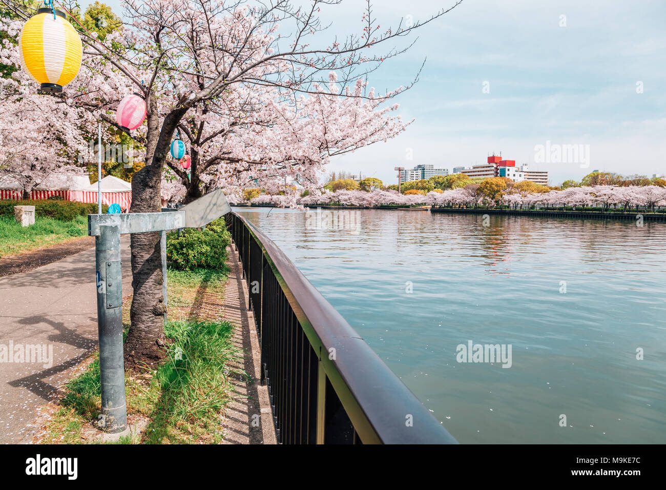 Cherry Blossoms Road With River In Kema Sakuranomiya Park Osaka Japan Stock Photo Alamy