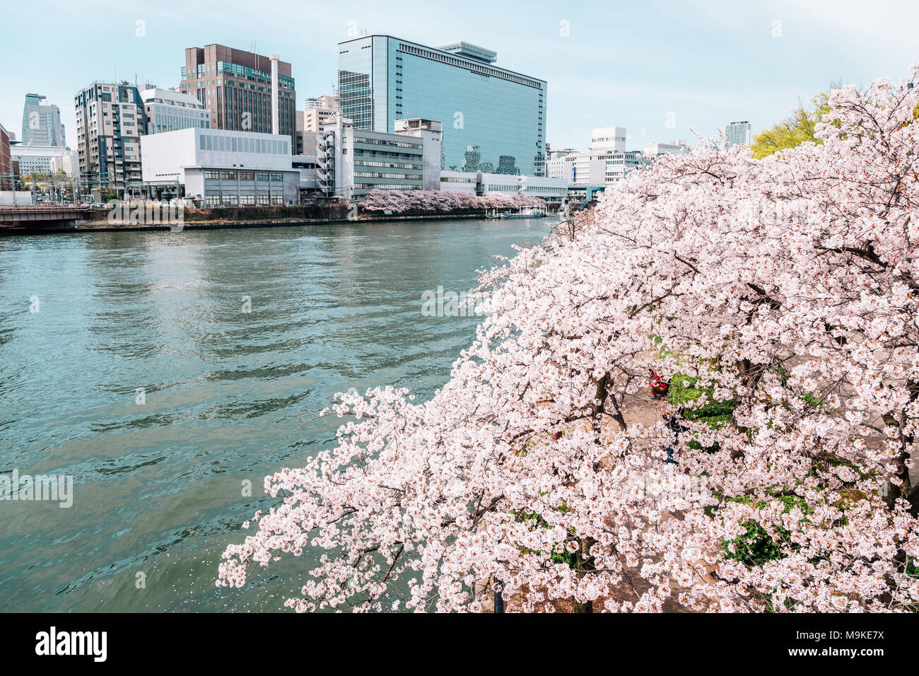 Cherry Blossoms Road With River In Kema Sakuranomiya Park Osaka Japan Stock Photo Alamy Cherry Blossoms Road With River In Kema Sakuranomiya Park Osaka Japan Stock Photo Alamy