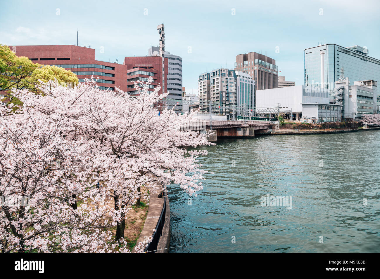 Cherry Blossoms Road With River In Kema Sakuranomiya Park Osaka Japan Stock Photo Alamy Cherry Blossoms Road With River In Kema Sakuranomiya Park Osaka Japan Stock Photo Alamy