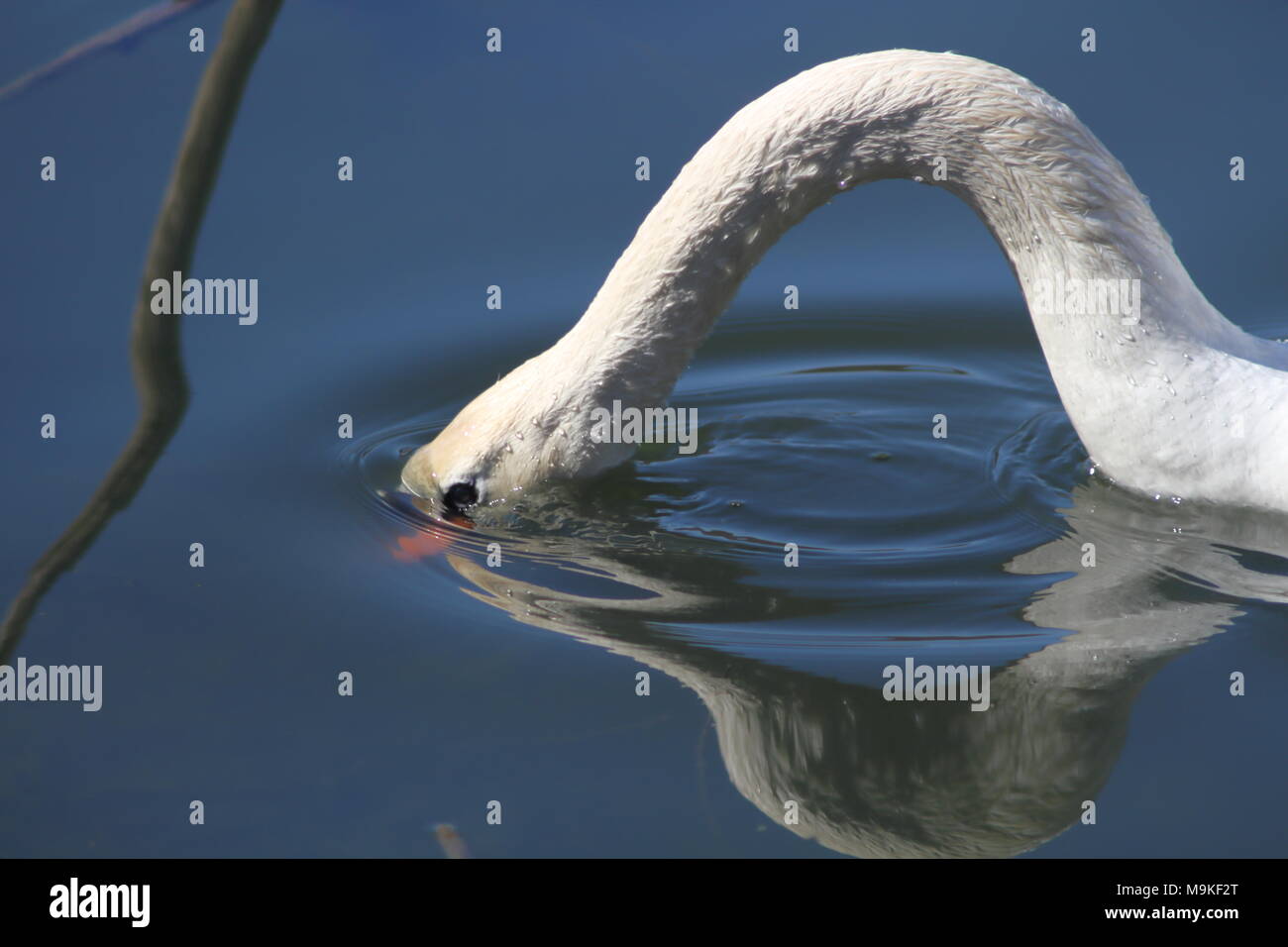 A Mute Swan feeding under water on a calm lake in Hamilton Ontario