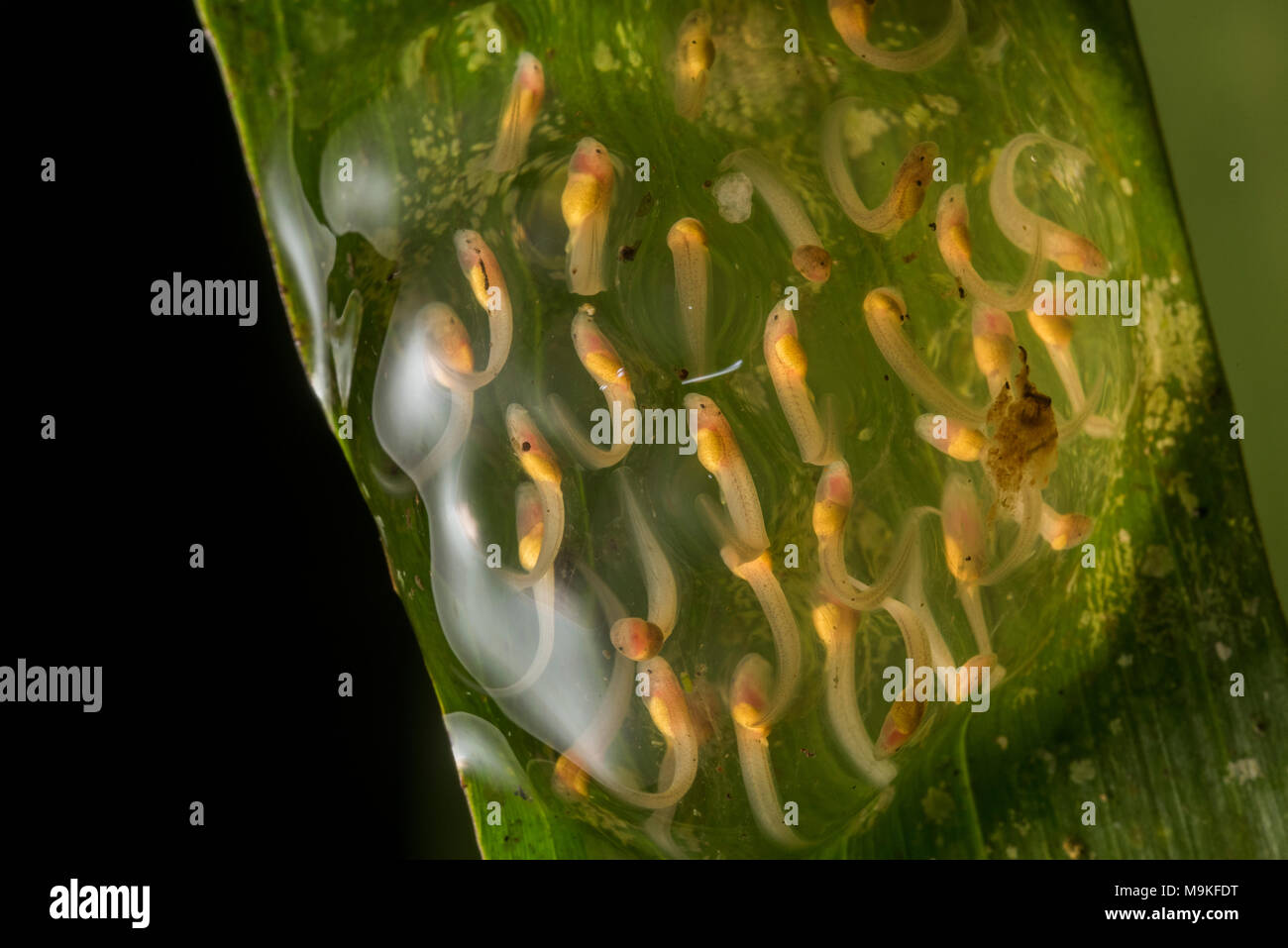 Overhanging a stream in Peru it is possible to find frogs' egg masses with tadpoles developing.  This egg mass belongs to a glassfrog (Centrolenidae). Stock Photo