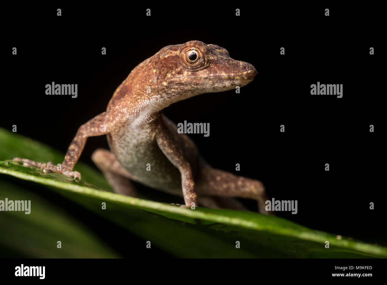 Brown Anoles Hi Res Stock Photography And Images Alamy