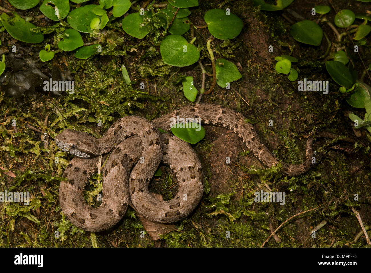The fer de lance (Bothrops atrox) is South Americas most dangerous