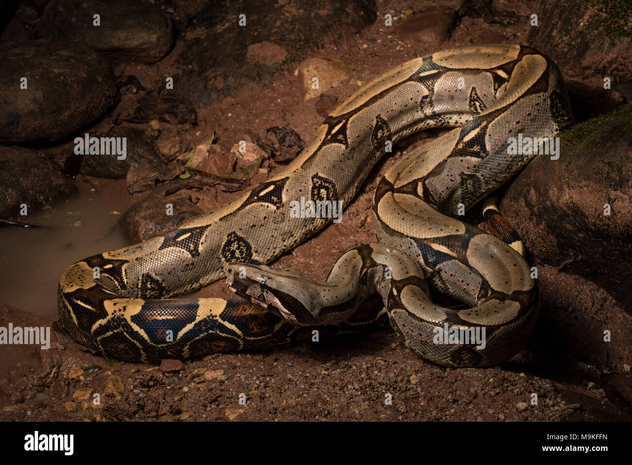 One of the most impressive neotropical snakes, the boa constrictor! A huge and pretty snake this one was found in the jungle of Northern Peru. Stock Photo