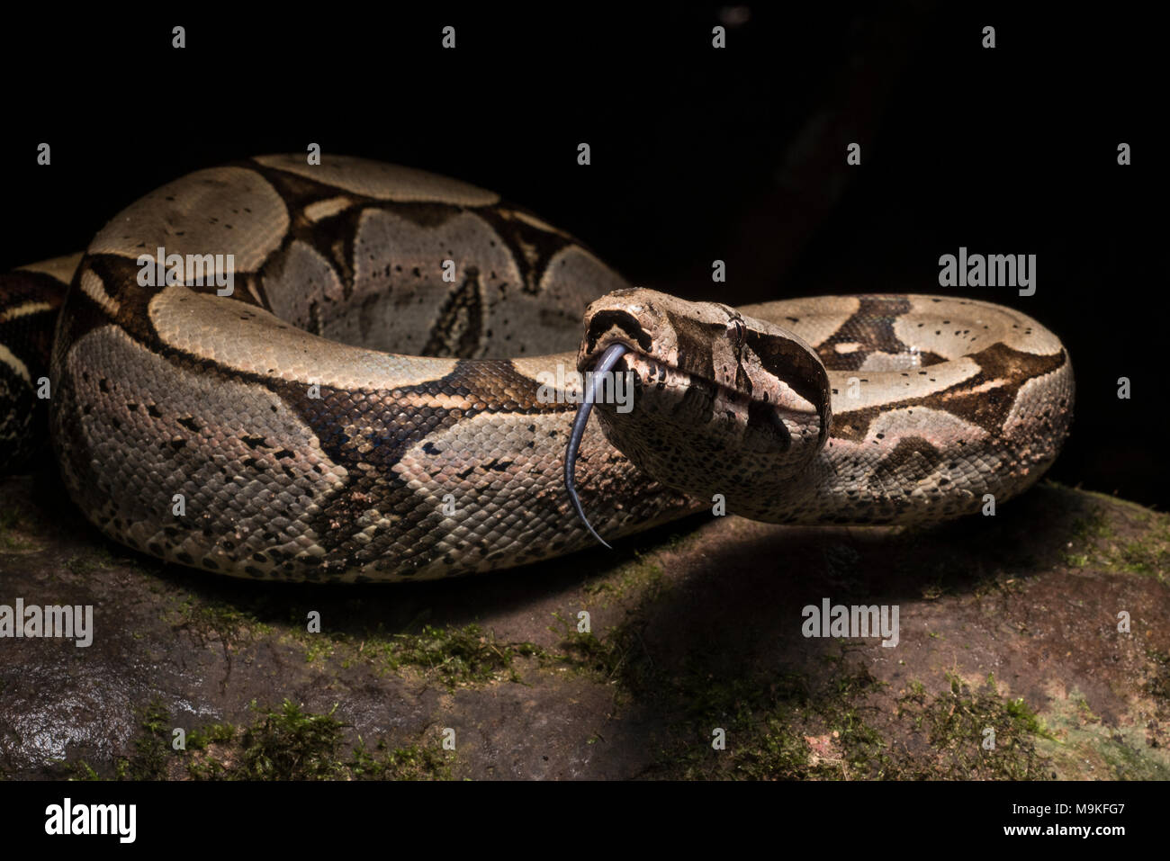 One of the most impressive neotropical snakes, the boa constrictor! A huge and pretty snake this one was found in the jungle of Northern Peru. Stock Photo