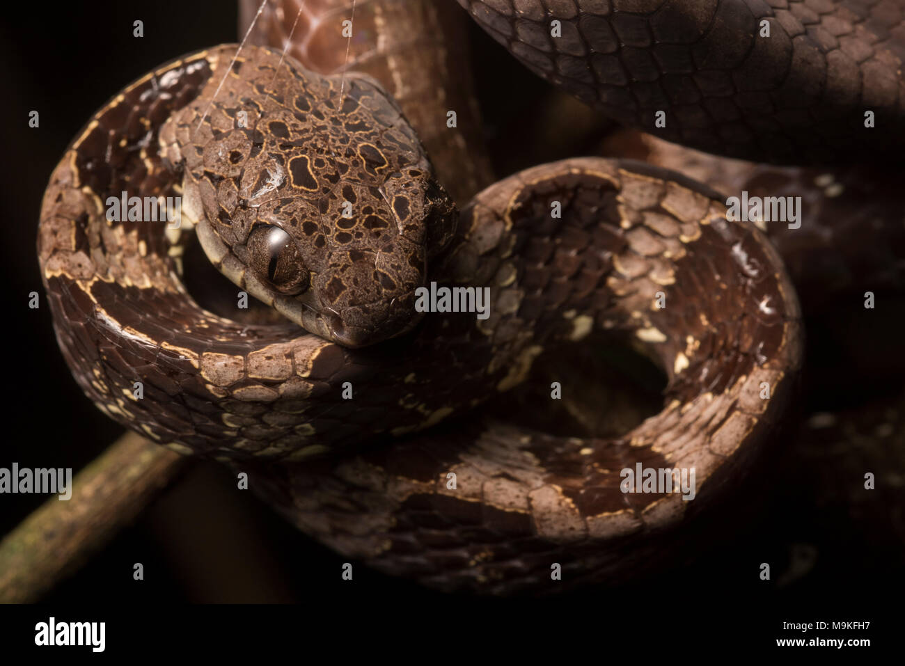 A snail eating snake (Dipsas indica) found in Peru, It has flattened its  head out in an attempt to look more intimidating Stock Photo - Alamy