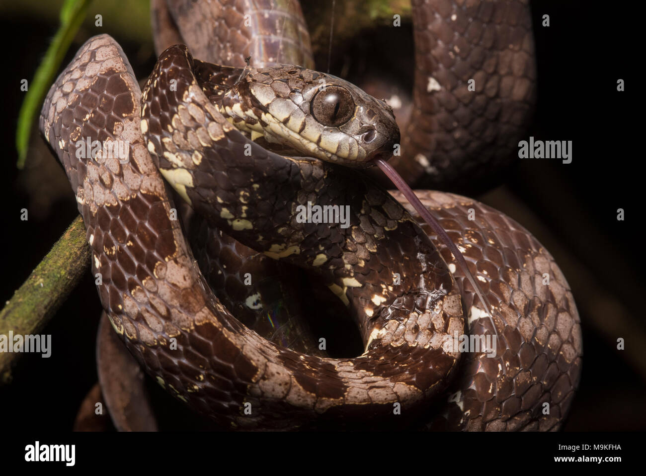 Neotropical snail eater dipsas indica hires stock photography and