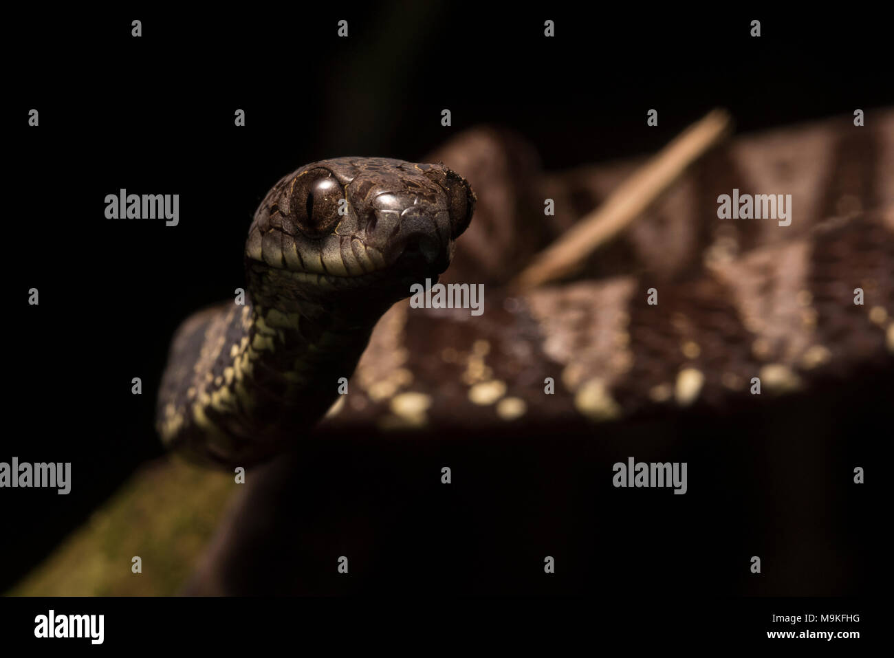 A Neotropical snail eating snake (Dipsas indica) from the jungles of Peru. Harmelss to humans