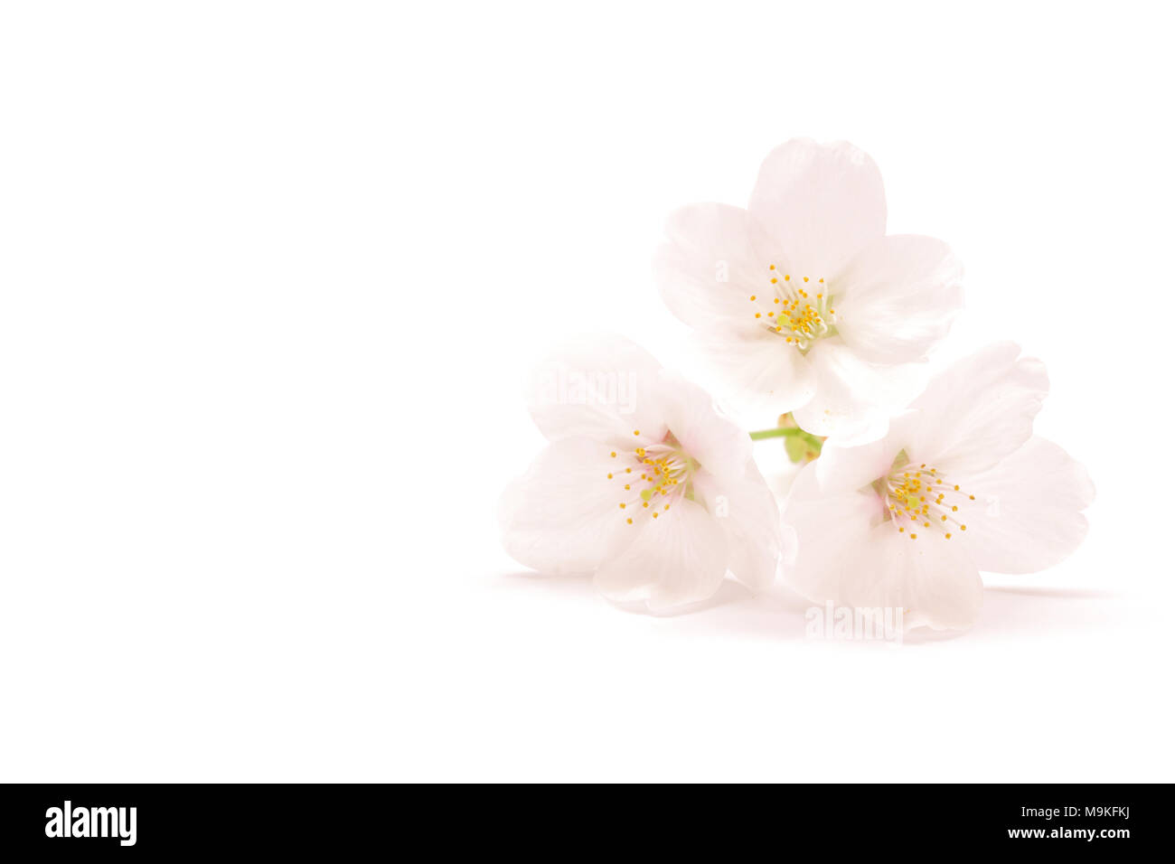 Japanese cherry blossom isolated on white background Stock Photo - Alamy