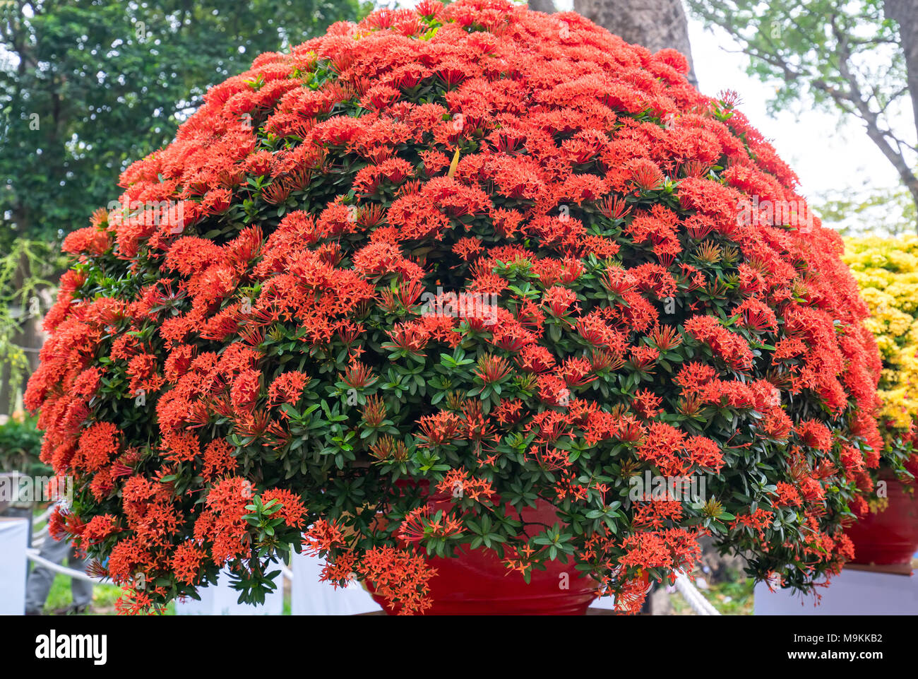 Ixora or jungle flame blooms in the bonsai tree in the spring morning is  really attractive to see Stock Photo - Alamy Ixora or jungle flame blooms in the bonsai tree in the spring morning is  really attractive to see Stock Photo - Alamy