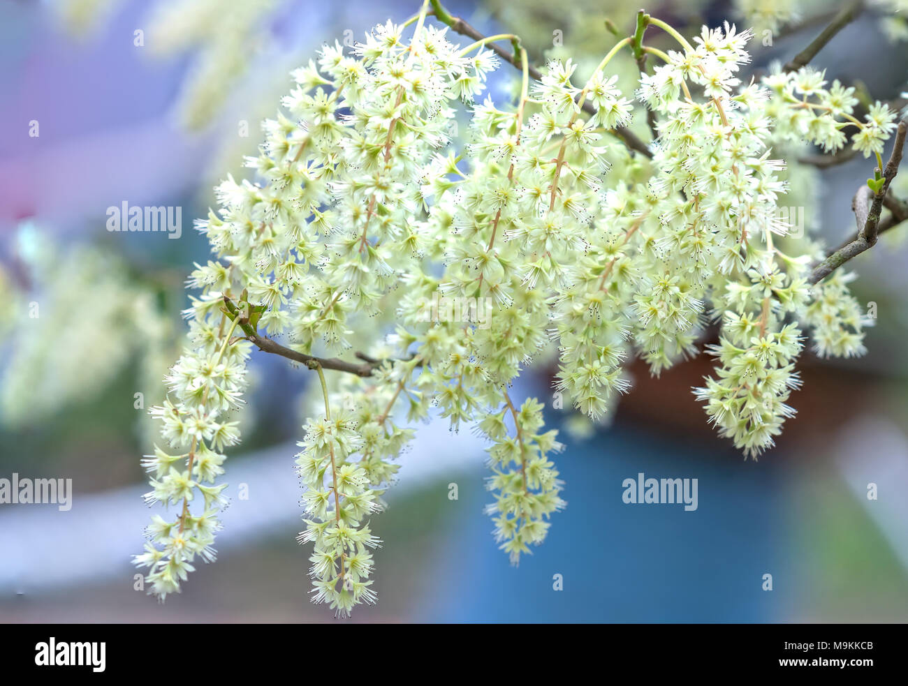 Homalium flowers blossom in the spring sunshine with fragile but attractive body in nature. Stock Photo