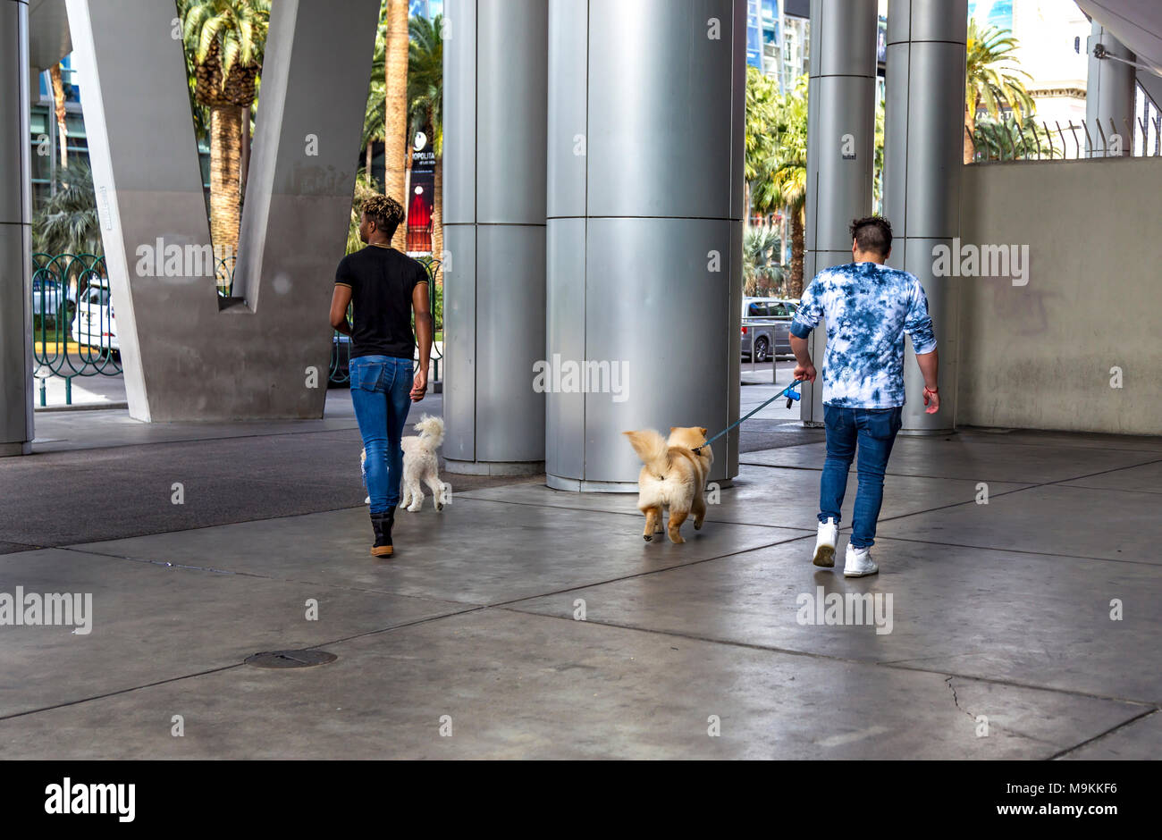 Captivating Dog Walker Las Vegas Picture Nature Captivating Dog Walker Las Vegas Picture Nature