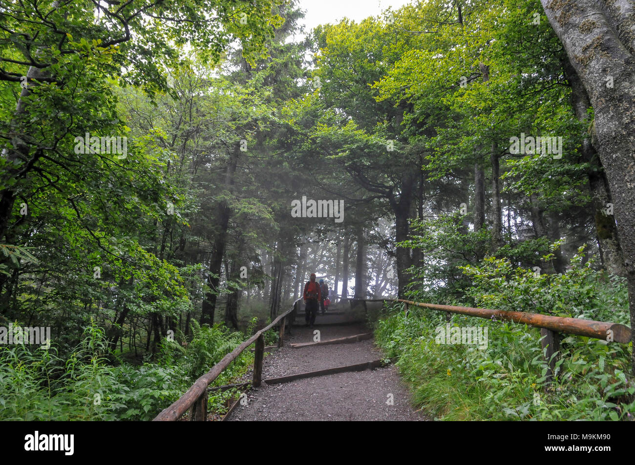 hiking on the mountain Schauinsland, Baden-Wurttemberg, Germany, Stock Photo