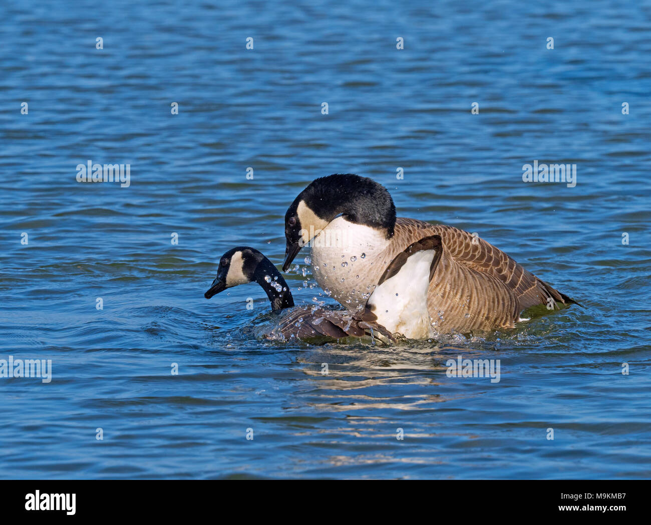 Canada Geese Branta canadensis mating Stock Photo