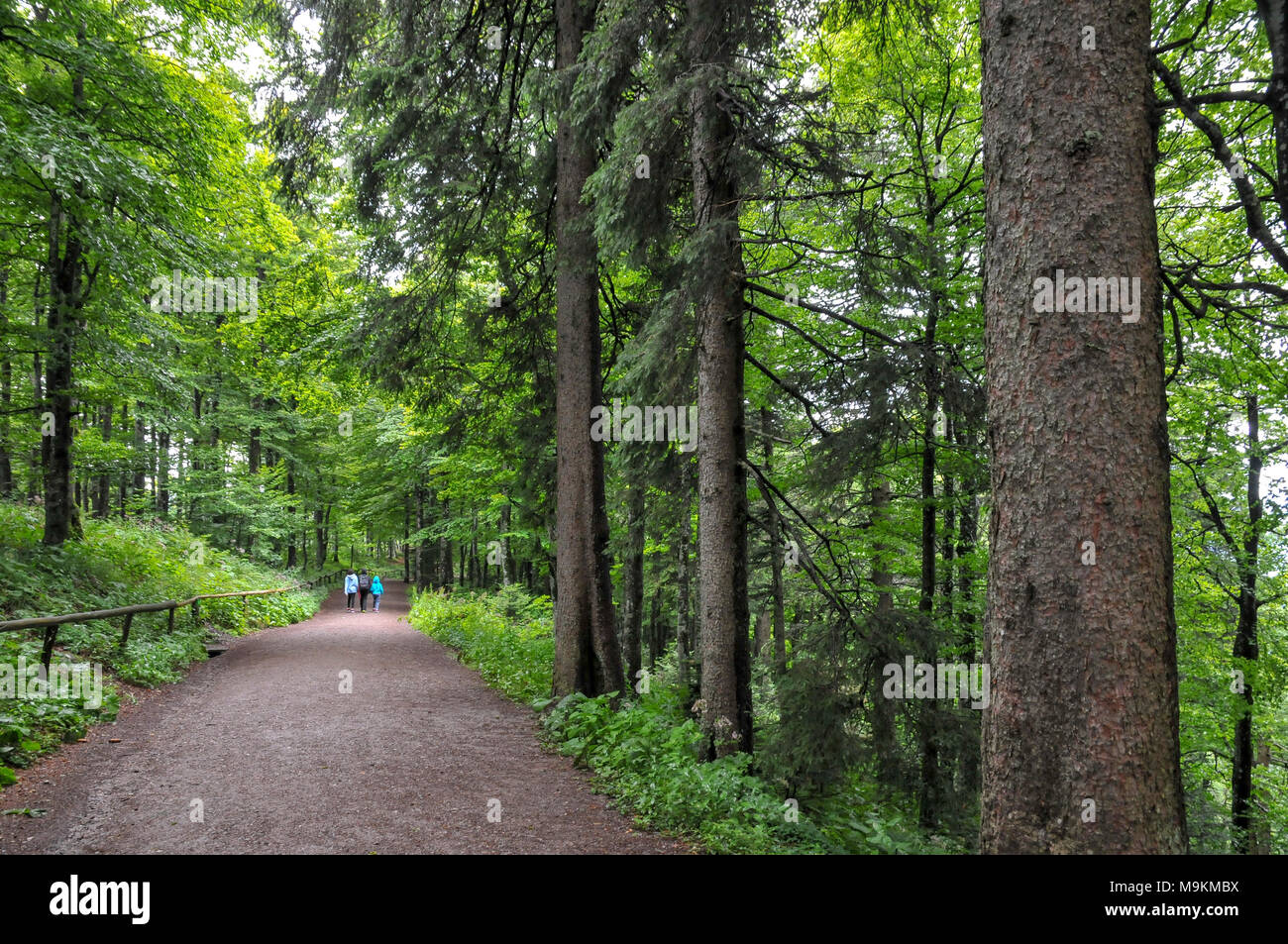hiking on the mountain Schauinsland, Baden-Wurttemberg, Germany, Stock Photo