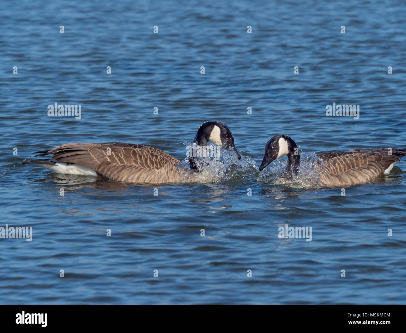 Canada Geese Branta canadensis mating Stock Photo