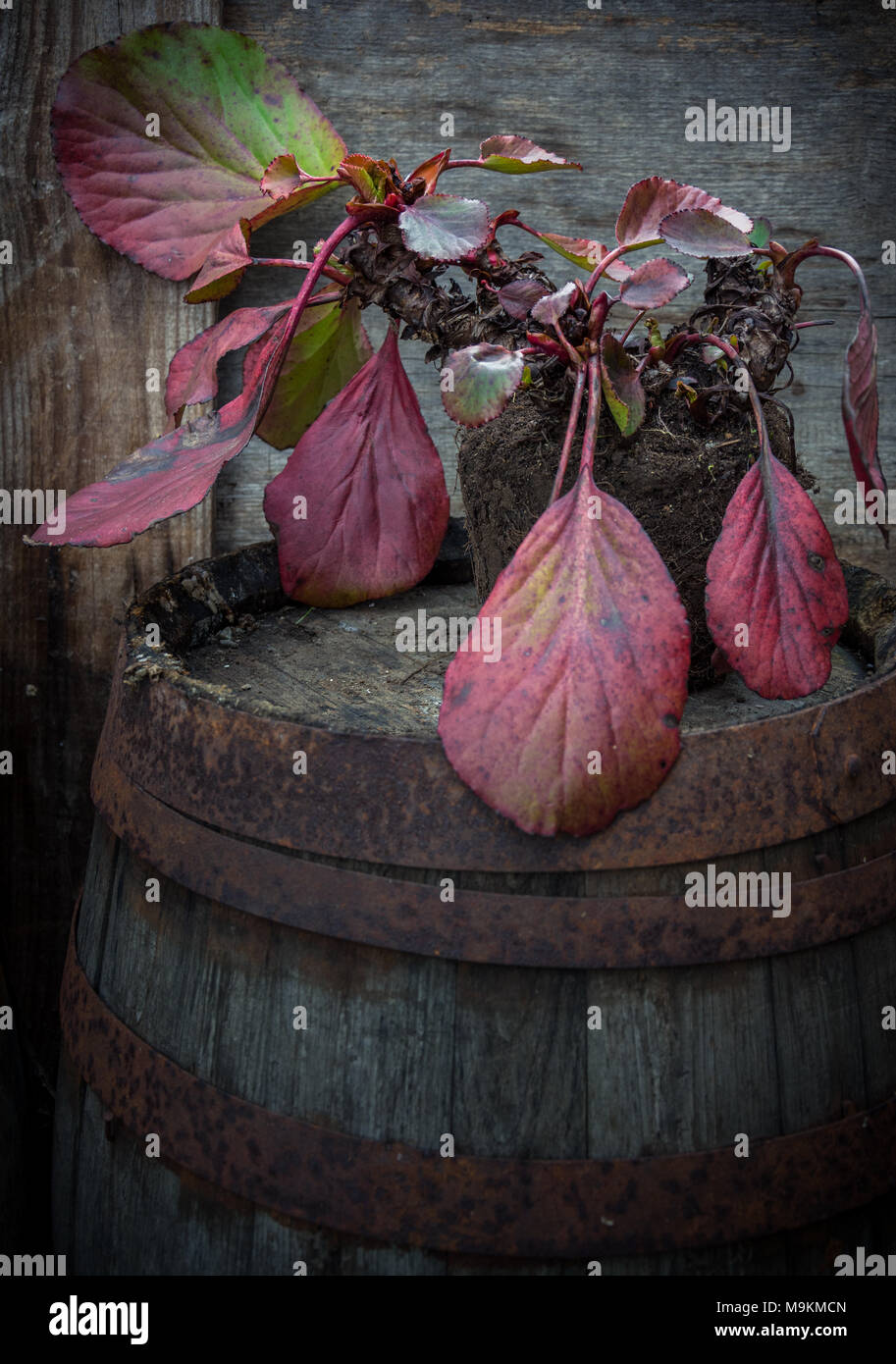 Bergenia plant in early Spring Stock Photo