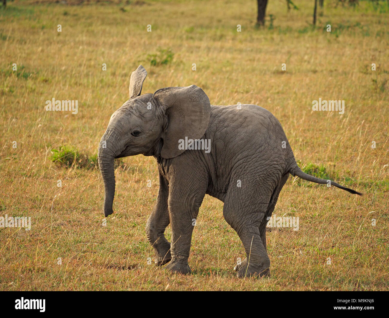 young African bush elephant calf (Loxodonta africana) playing and frolicking on the plains of Masai Mara, Kenya, Africa Stock Photo