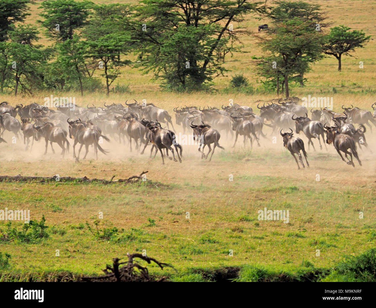 herd of  wildebeest (Connochaetes taurinus), and one zebra (Equus quagga) stampede away from lion ambush at waterhole in the Masai Mara, Kenya Stock Photo