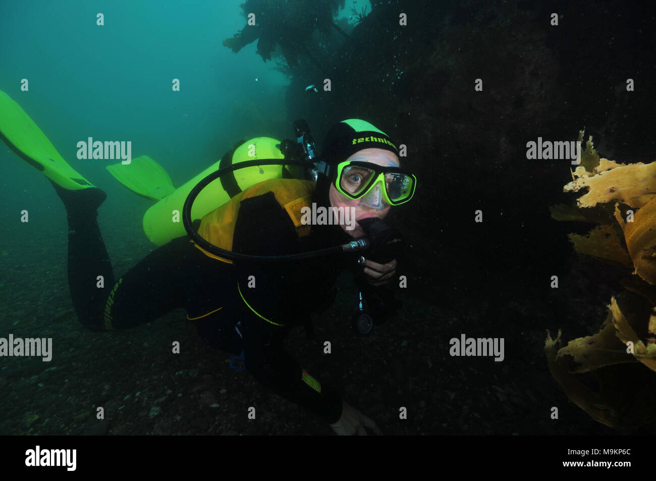 Scuba diver with eyes wide open in dark water next to kelp covered reef overhang. Stock Photo