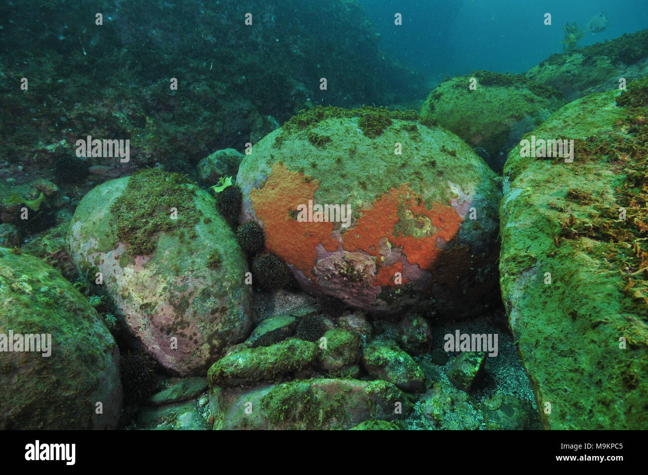Large boulders on sea bottom covered with unpleasant brownish short algae with sea urchins hiding among them. Stock Photo